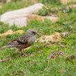 Accenteur alpin dans les Pyrénées